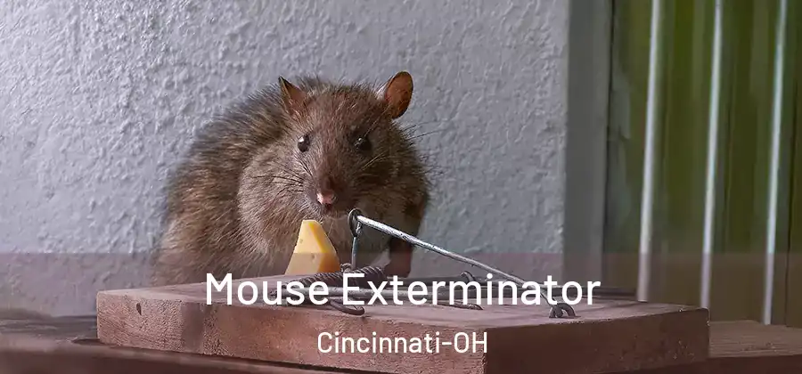 Mouse Exterminator Cincinnati-OH