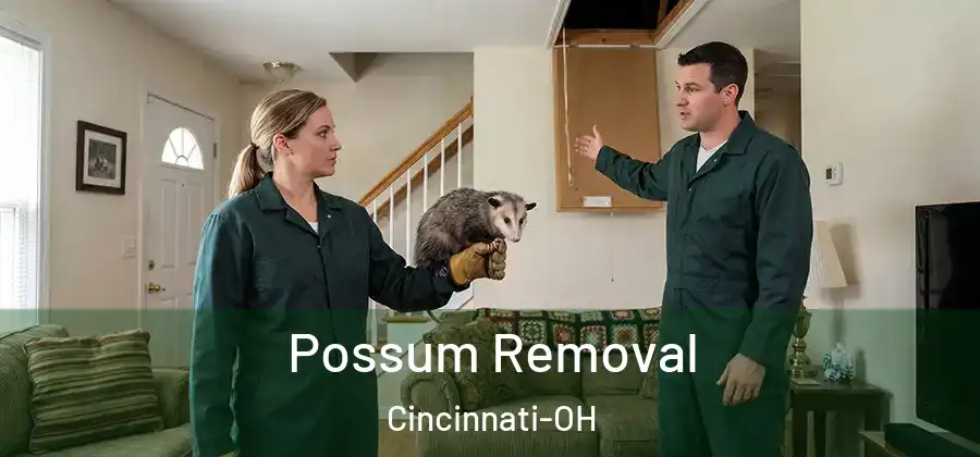 Possum Removal Cincinnati-OH