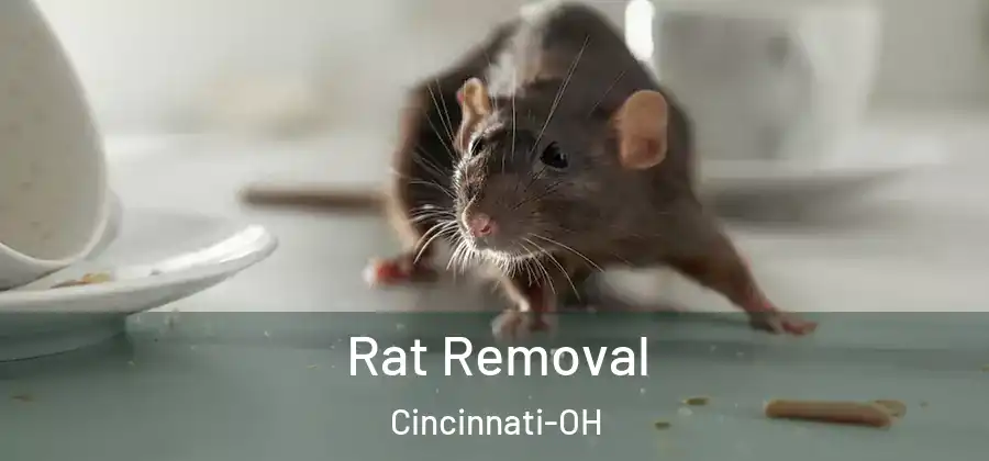 Rat Removal Cincinnati-OH