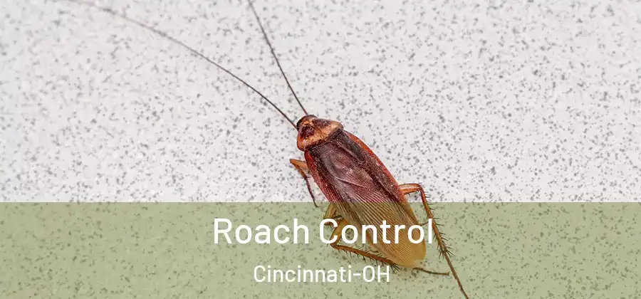 Roach Control Cincinnati-OH