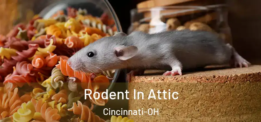 Rodent In Attic Cincinnati-OH