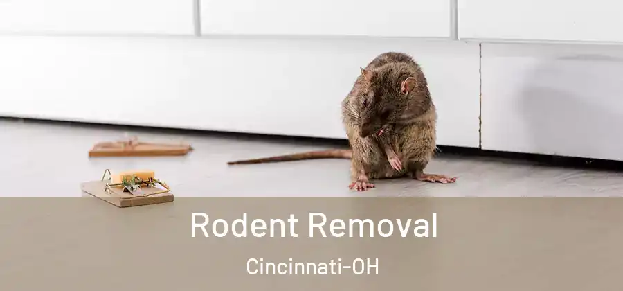 Rodent Removal Cincinnati-OH