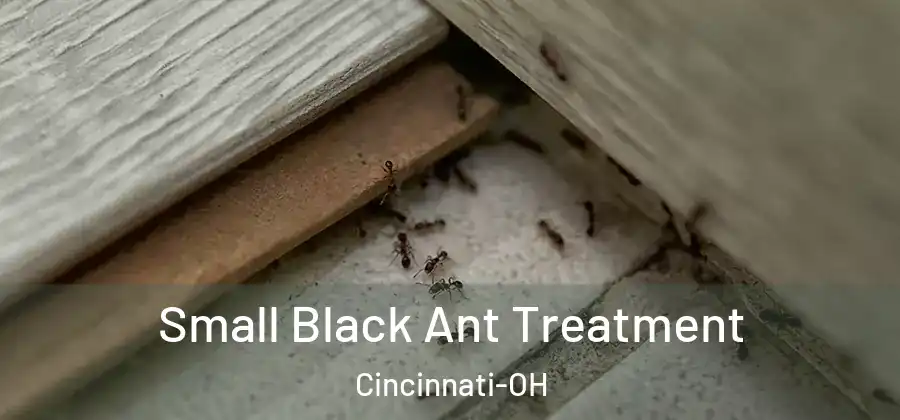 Small Black Ant Treatment Cincinnati-OH