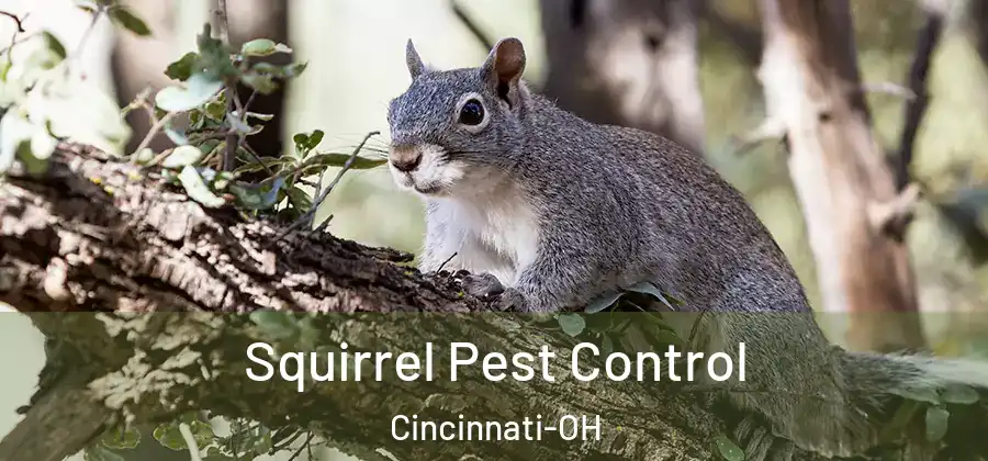 Squirrel Pest Control Cincinnati-OH