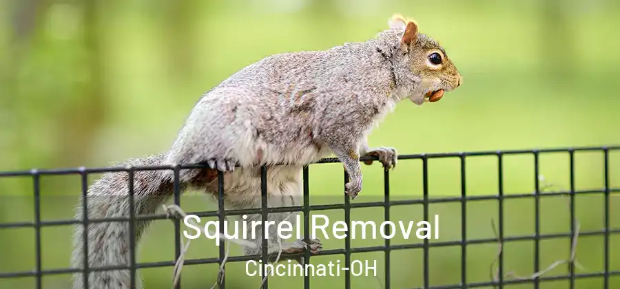 Squirrel Removal Cincinnati-OH