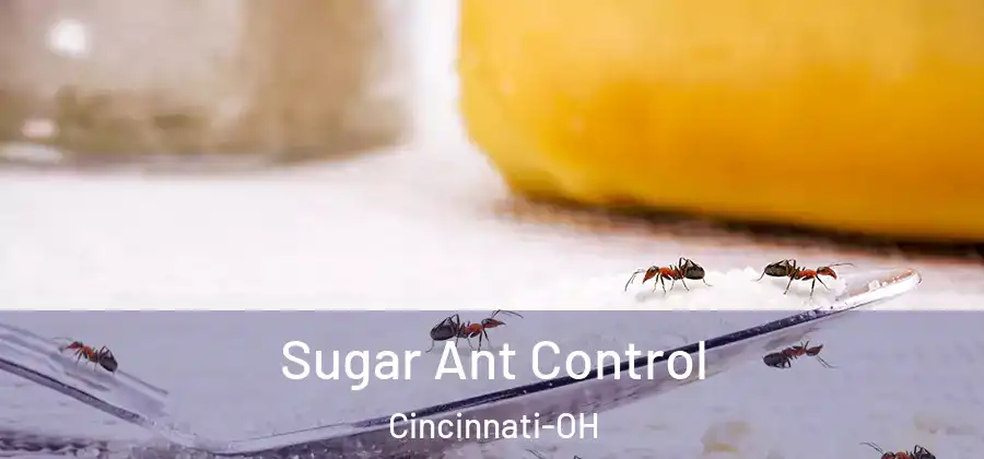Sugar Ant Control Cincinnati-OH
