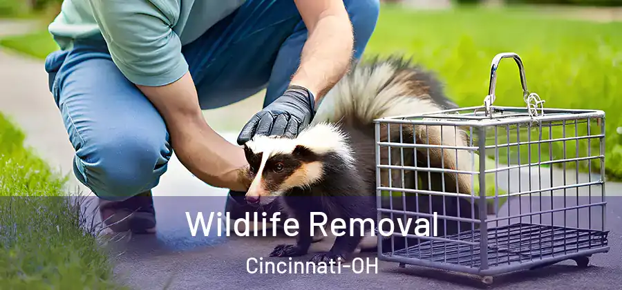 Wildlife Removal Cincinnati-OH